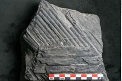 Foto (Detailansicht) von Sigillaria elongata Brongniart (NHMW-GEO-2024-0188-11073)